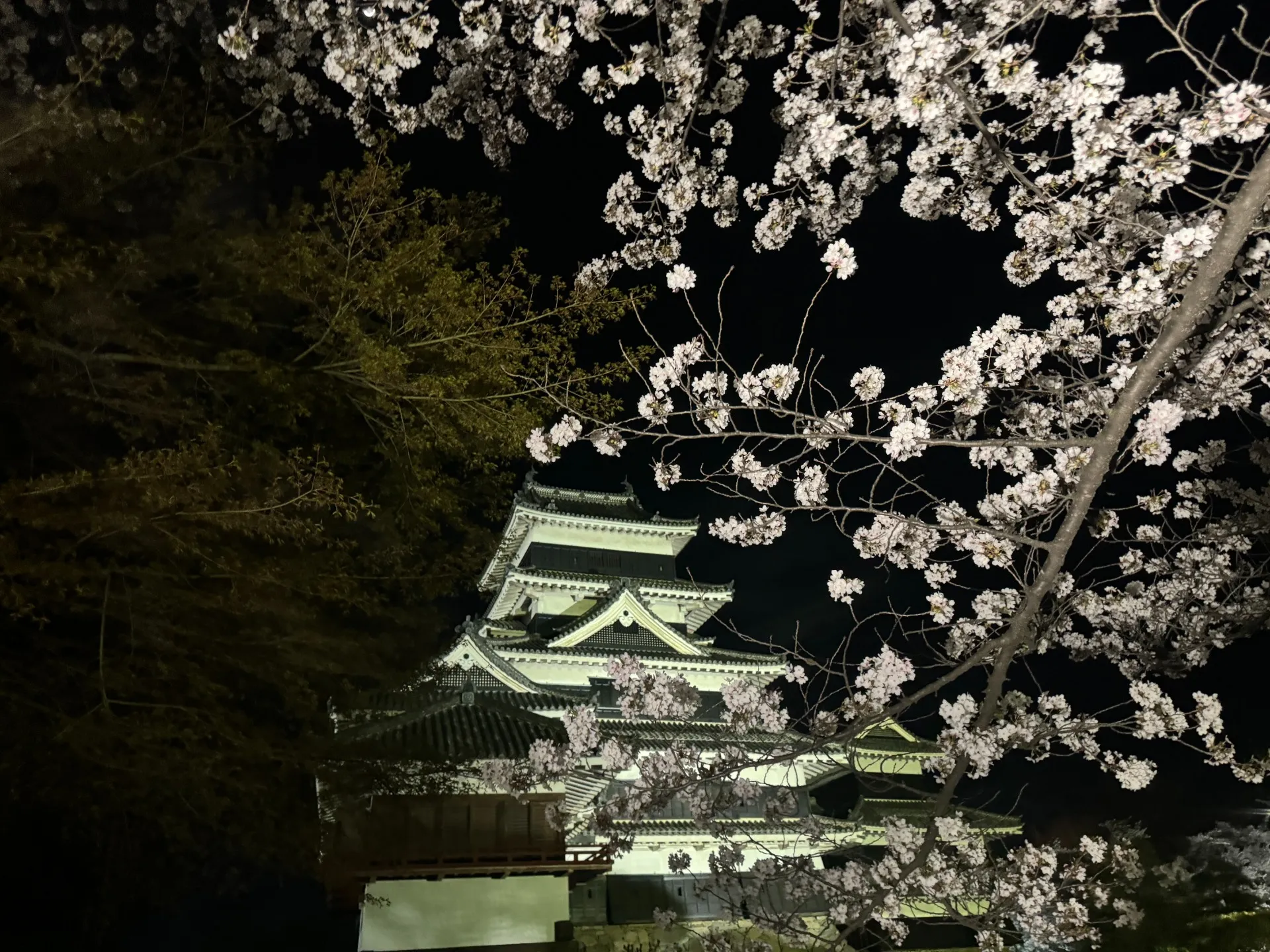 【松本城夜桜ライトアップ】春の夜を彩る国宝・松本城の桜